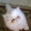 tararead
